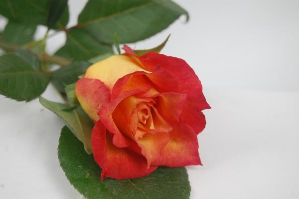 Rose LAMPION